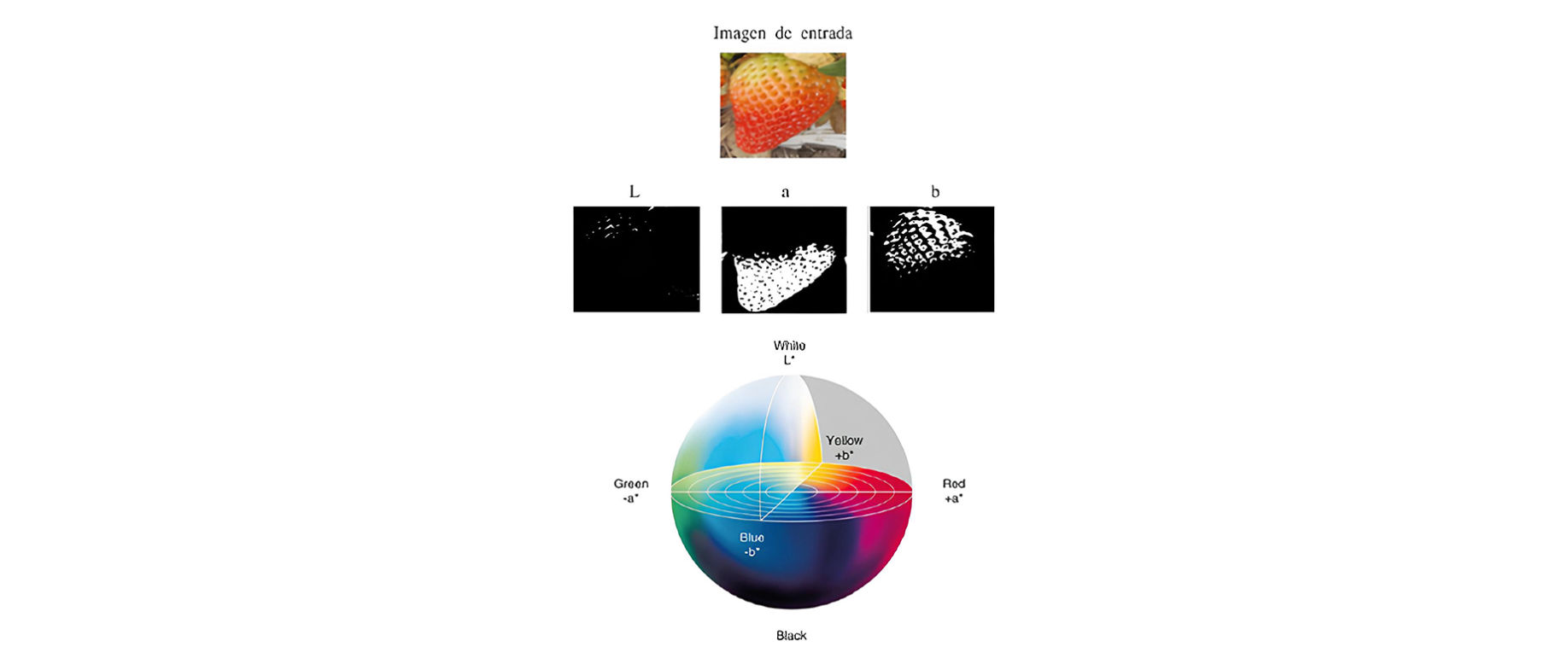 Figura 1. Extracción de los canales de color L, a y b de una imagen de entrada utilizando el espacio de color CIE Lab[8].