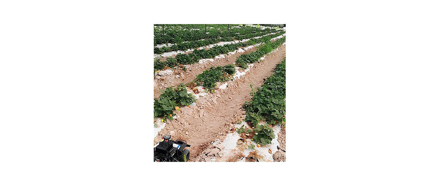 Figura 6: Plantío de fresas en Pénjamo, Guanajuato, México. 