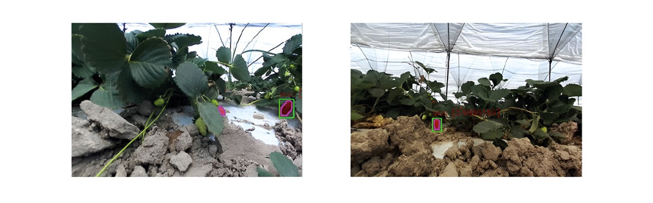  Figura 9: Se muestra la detección de fresas maduras en el campo utilizando el rover. Se puede apreciar las fresas maduras, mientras que las fresas inmaduras se han ignorado.